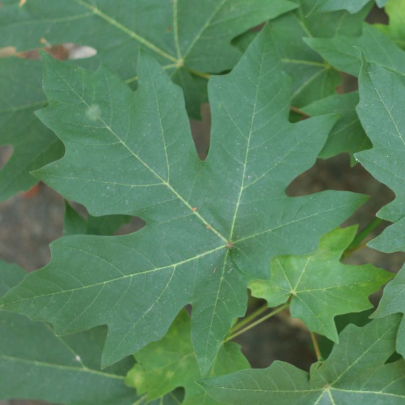 Großblättriger Ahorn - Acer macrophyllum (Foliage)