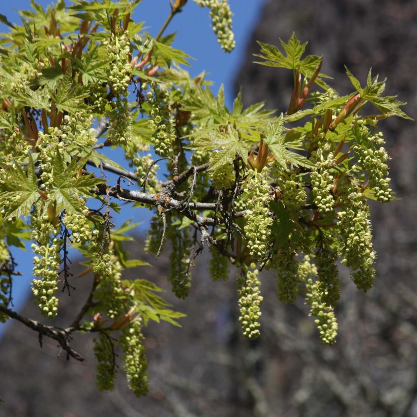 Großblättriger Ahorn - Acer macrophyllum (Flowering)