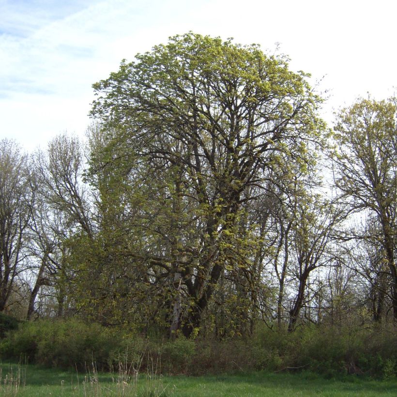 Großblättriger Ahorn - Acer macrophyllum (Plant habit)