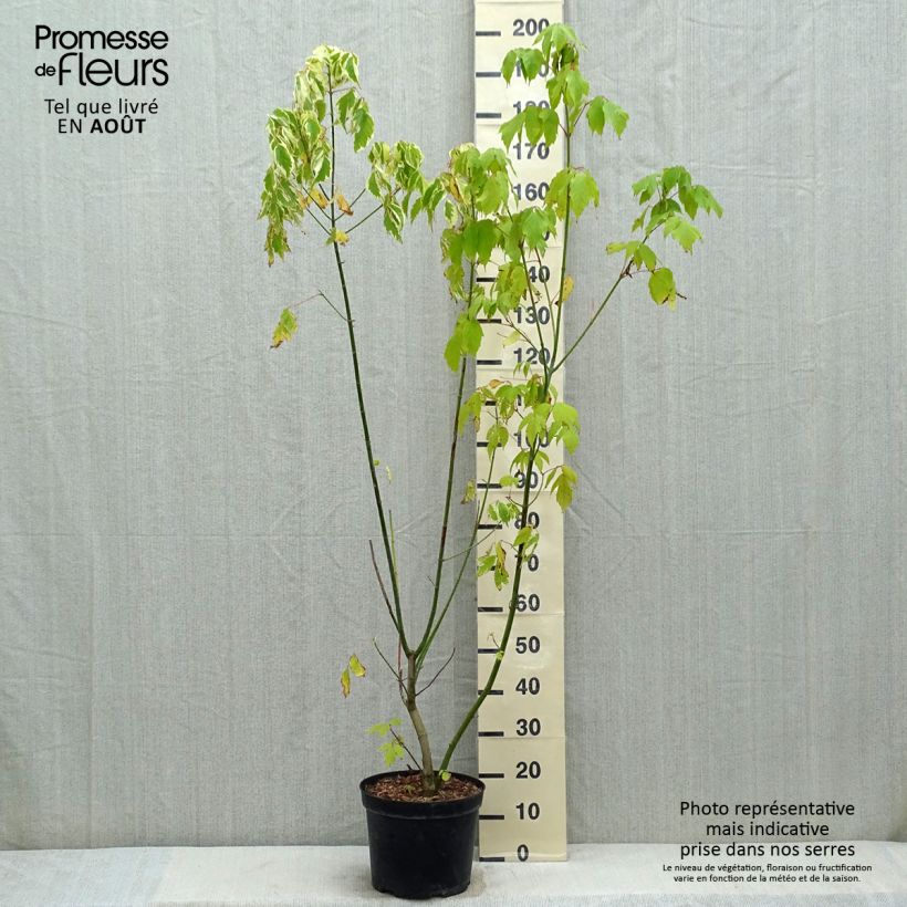 Exemplar von Eschen-Ahorn Aureomarginatum - Acer negundo Topf mit 7,5L/10L wie im Sommer geliefert