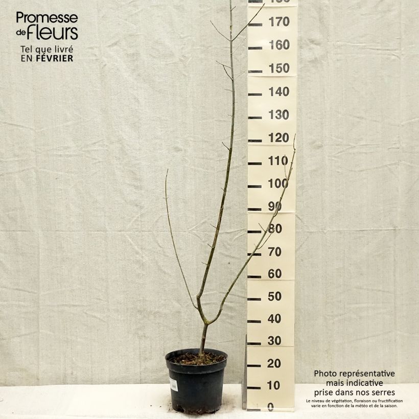 Exemplar von Eschen-Ahorn Aureomarginatum - Acer negundo Topf mit 7,5L/10L wie im Winter geliefert