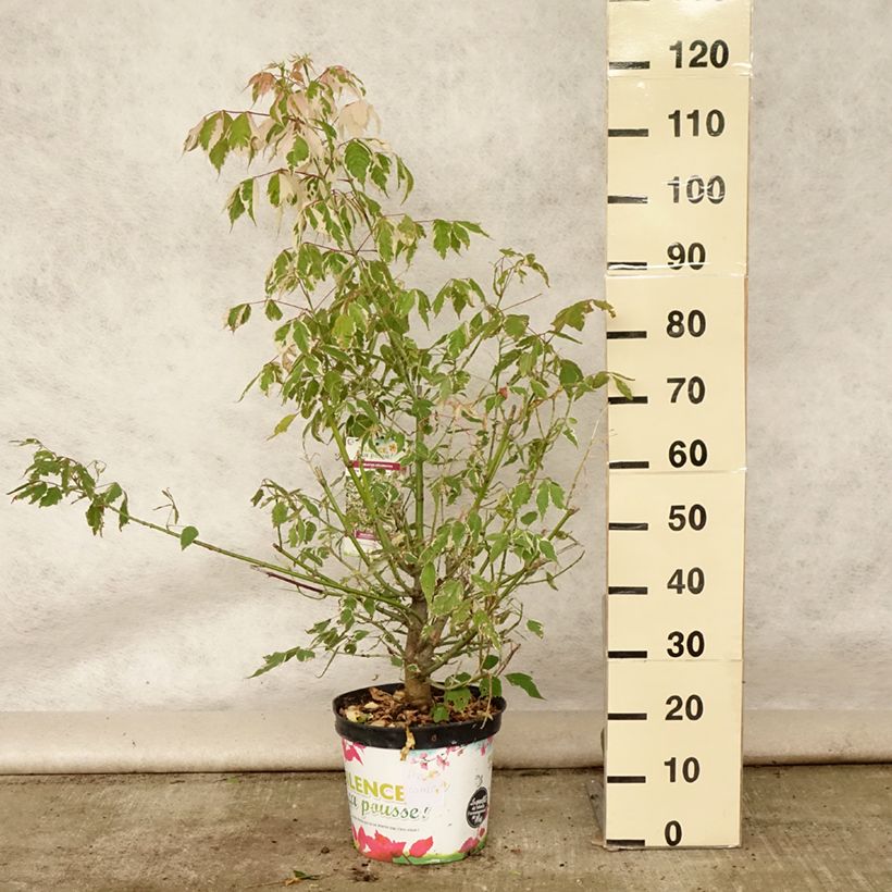 Example of Eschen-Ahorn Flamingo - Acer negundo Topf mit 7,5L/10L as you get in ete