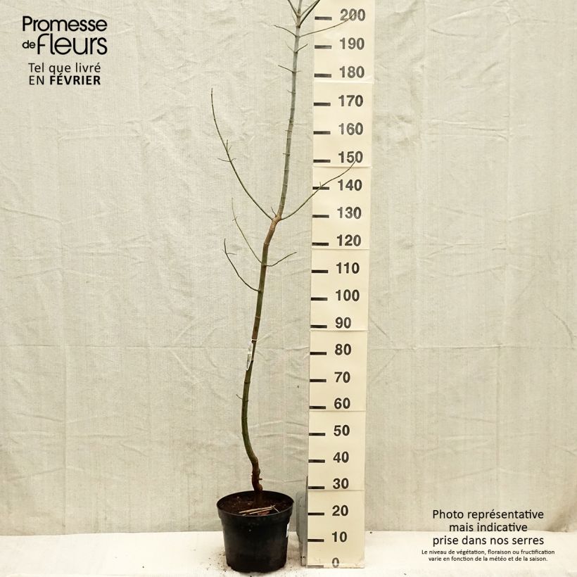 Example of Eschen-Ahorn Variegatum - Acer negundo Topf mit 7,5L/10L as you get in hiver