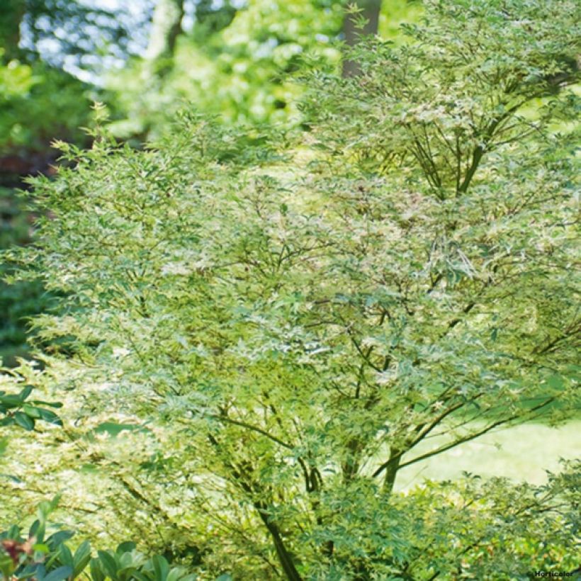 Fächerahorn Butterfly - Acer palmatum (Plant habit)
