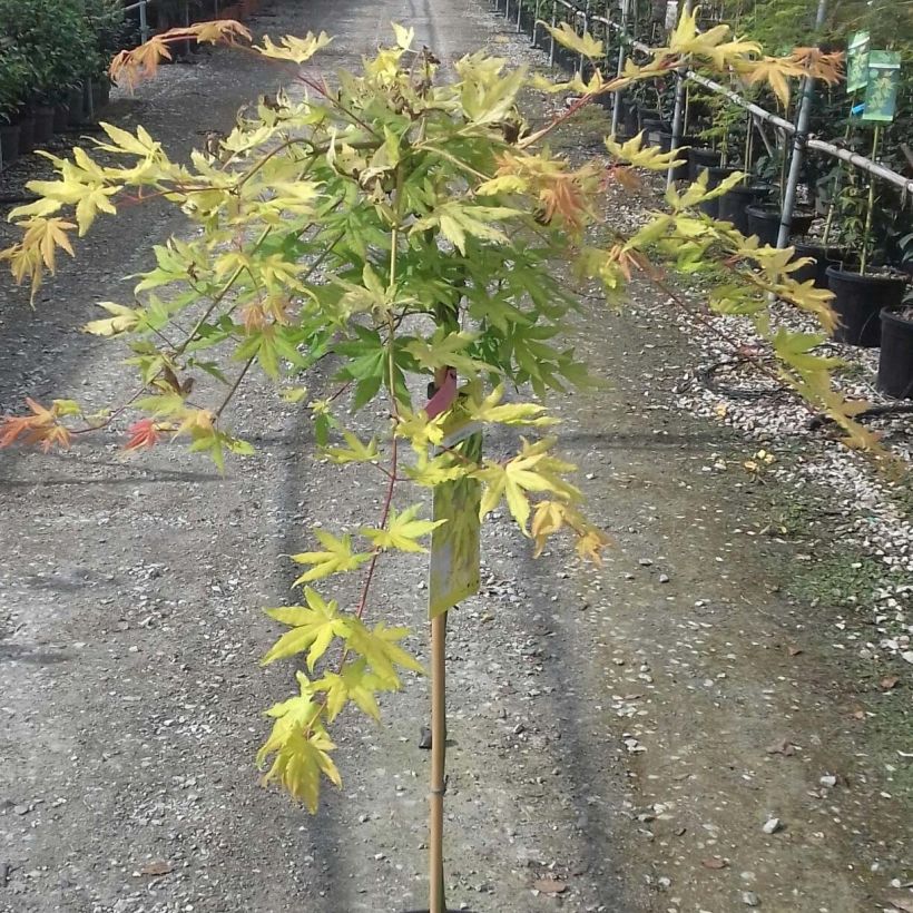 Fächerahorn Cascade Gold - Acer palmatum (Foliage)