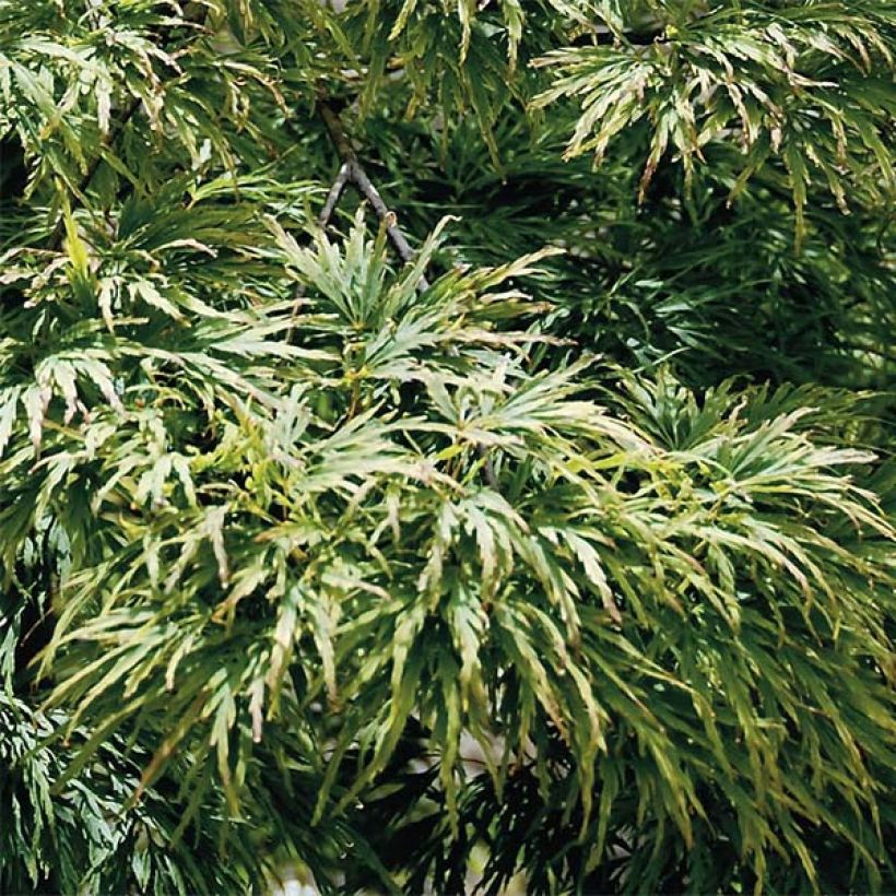 Fächerahorn Dissectum - Acer palmatum (Foliage)