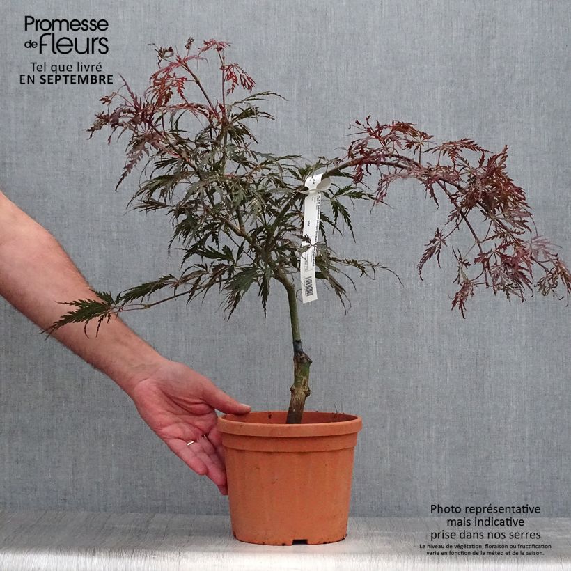 Example of Fächerahorn Dissectum Atropurpureum - Acer palmatum Topf mit 3L/4L as you get in automne