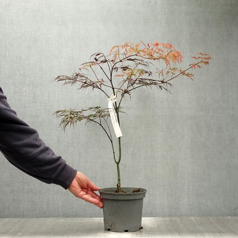 Exemplar von Fächerahorn Dissectum Atropurpureum - Acer palmatum Topf mit 3L/4L wie im Sommer geliefert