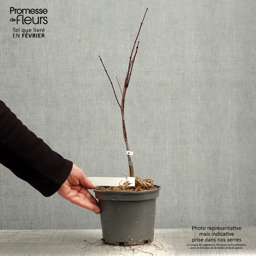 Exemplar von Fächerahorn Dissectum Atropurpureum - Acer palmatum Topf mit 3L/4L wie im Winter geliefert