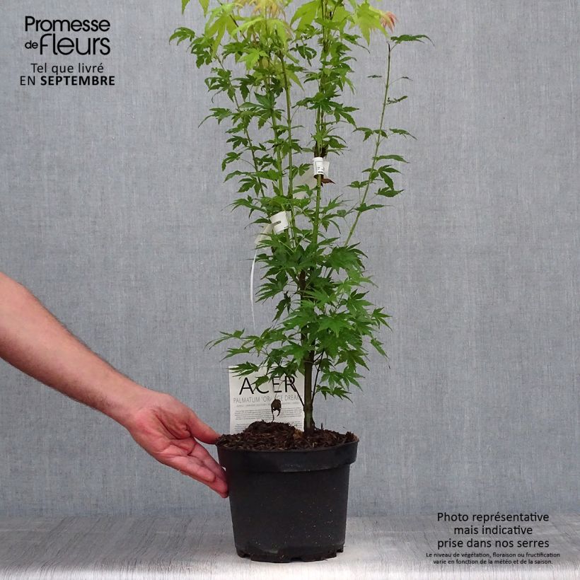 Example of Fächerahorn Orange Dream - Acer palmatum Topf mit 3L/4L as you get in automne