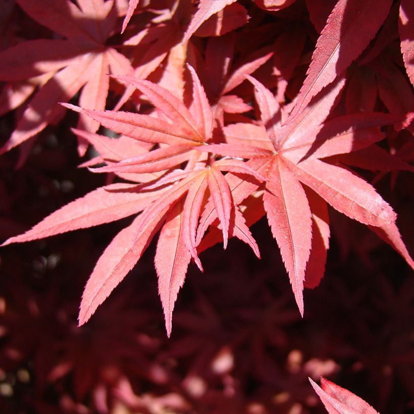 Fächerahorn Twomblys Red Sentinel - Acer palmatum (Foliage)