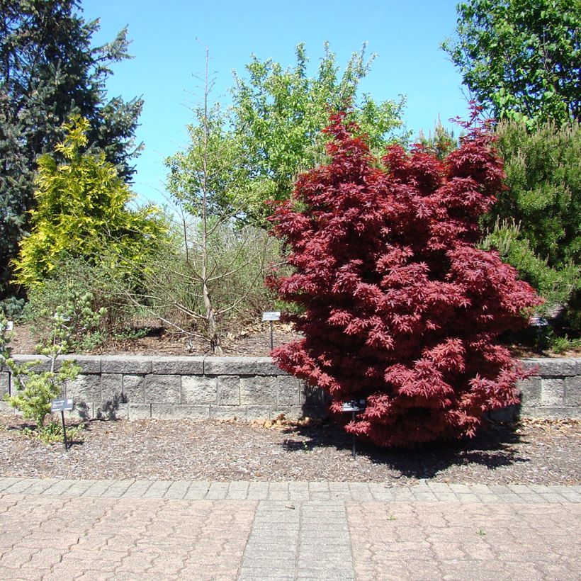 Fächerahorn Twomblys Red Sentinel - Acer palmatum (Plant habit)