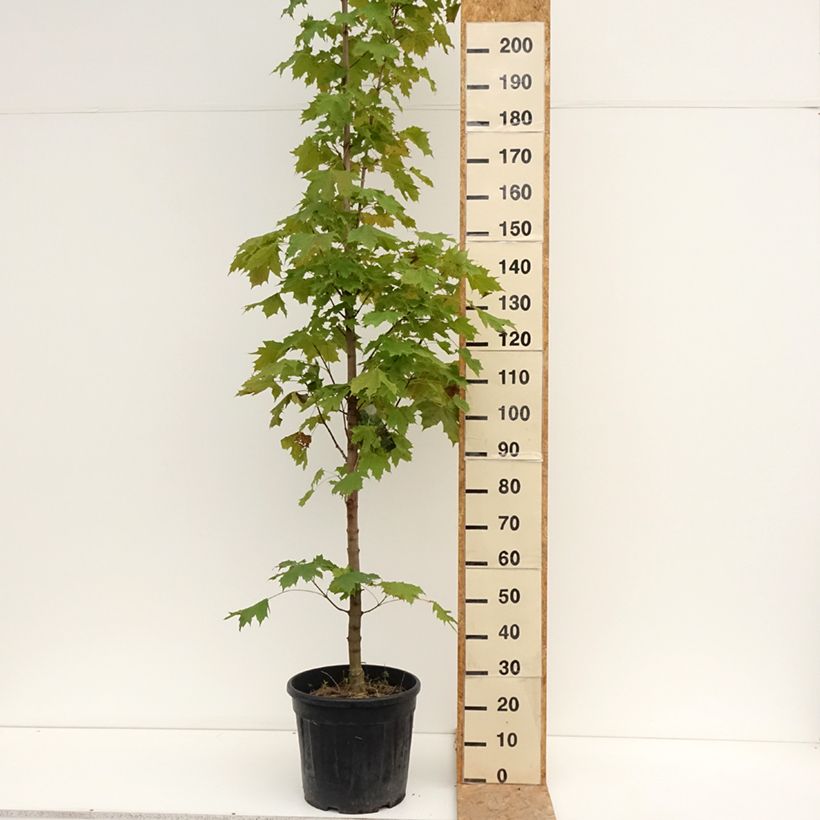 Example of Spitz-Ahorn Columnare - Acer platanoides Topf mit 20L/25L as you get in ete