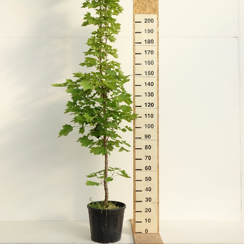 Exemplar von Spitz-Ahorn Columnare - Acer platanoides Topf mit 20L/25L, Stamm wie im Frühjahr geliefert