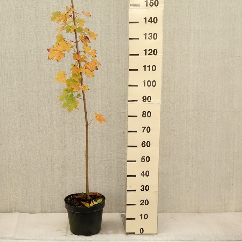 Example of Spitz-Ahorn - Acer platanoides Topf mit 7,5L/10L as you get in automne