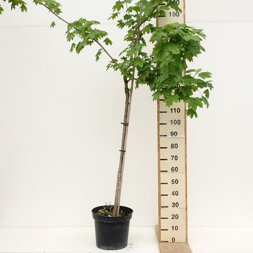 Exemplar von Spitz-Ahorn Maculatum - Acer platanoides Topf mit 12L/15L, Stamm wie im Frühjahr geliefert