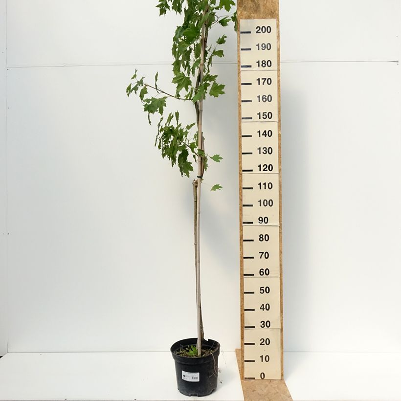 Example of Spitz-Ahorn Maculatum - Acer platanoides Topf mit 12L/15L as you get in ete