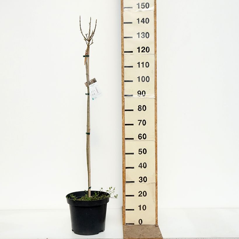 Exemplar von Spitz-Ahorn Novush - Acer platanoides Topf mit 7,5L/10L, Stamm wie im Frühjahr geliefert