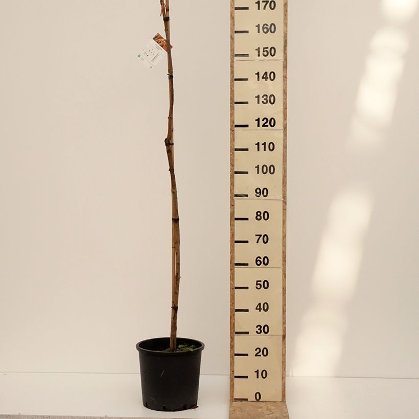 Example of Spitz-Ahorn Paldiski - Acer platanoides Topf mit 12L/15L as you get in hiver