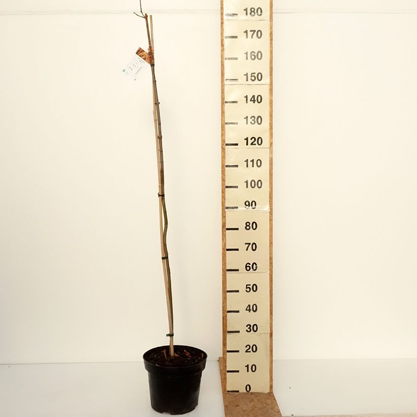 Exemplar von Spitz-Ahorn Paldiski - Acer platanoides Topf mit 12L/15L, Stamm wie im Herbst geliefert
