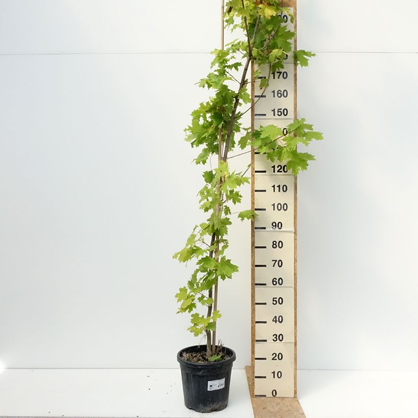 Example of Spitz-Ahorn Prigo Princeton Gold - Acer platanoides Topf mit 20L/25L as you get in ete