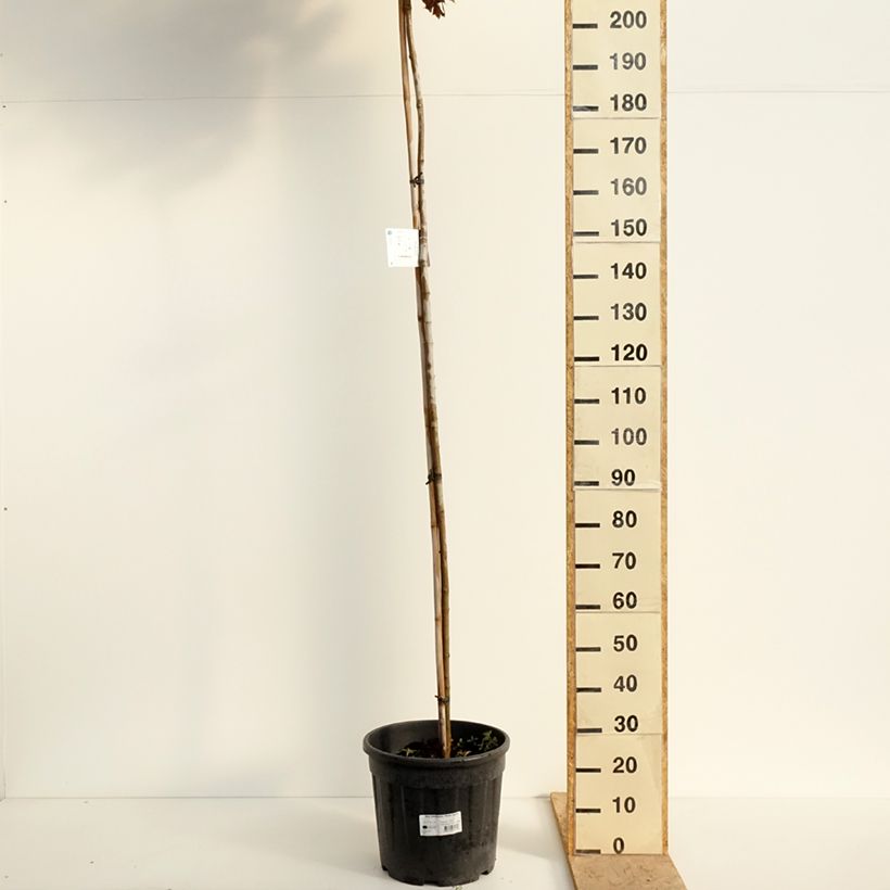 Example of Spitz-Ahorn Purple Globe - Acer platanoides Topf mit 20L/25L as you get in printemps