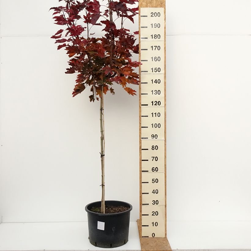 Exemplar von Spitz-Ahorn Purple Globe - Acer platanoides Topf mit 20L/25L, Hochstamm wie im Herbst geliefert