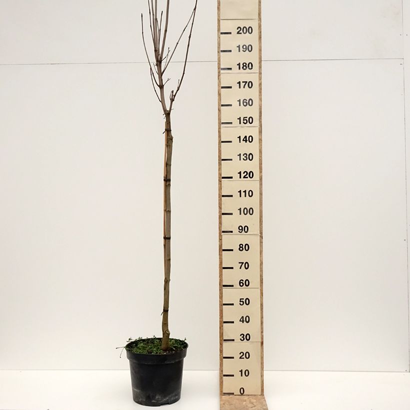 Exemplar von Spitz-Ahorn Stollii - Acer platanoides Topf mit 20L/25L wie im Winter geliefert