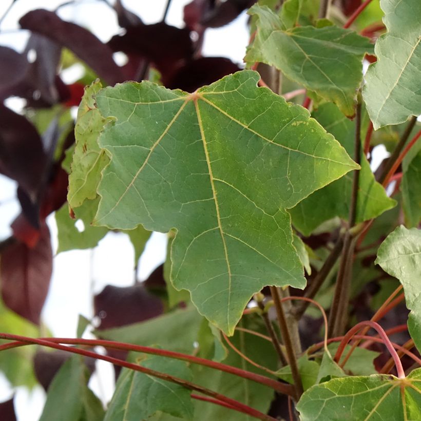 Spitz-Ahorn Stollii - Acer platanoides (Foliage)