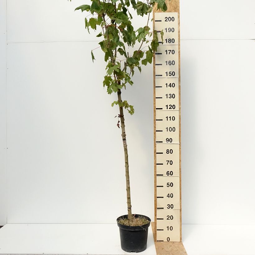 Example of Spitz-Ahorn Stollii - Acer platanoides Topf mit 20L/25L as you get in ete