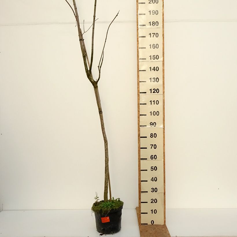 Exemplar von Spitz-Ahorn Tharandt - Acer platanoides Topf mit 12L/15L wie im Herbst geliefert