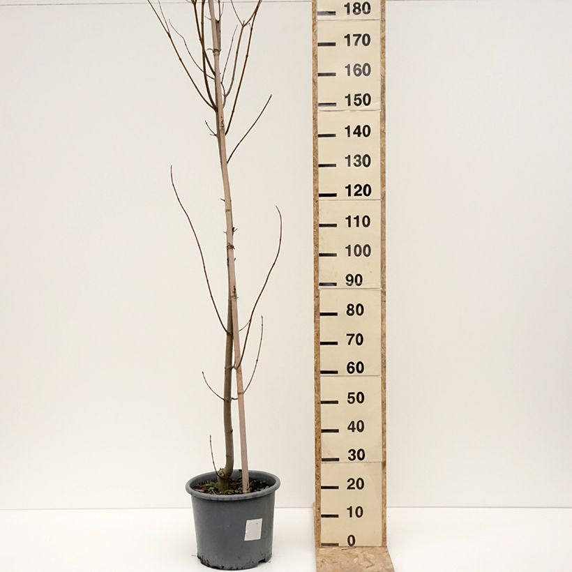 Exemplar von Rot-Ahorn Armstrong - Acer rubrum Topf mit 12L/15L wie im Winter geliefert