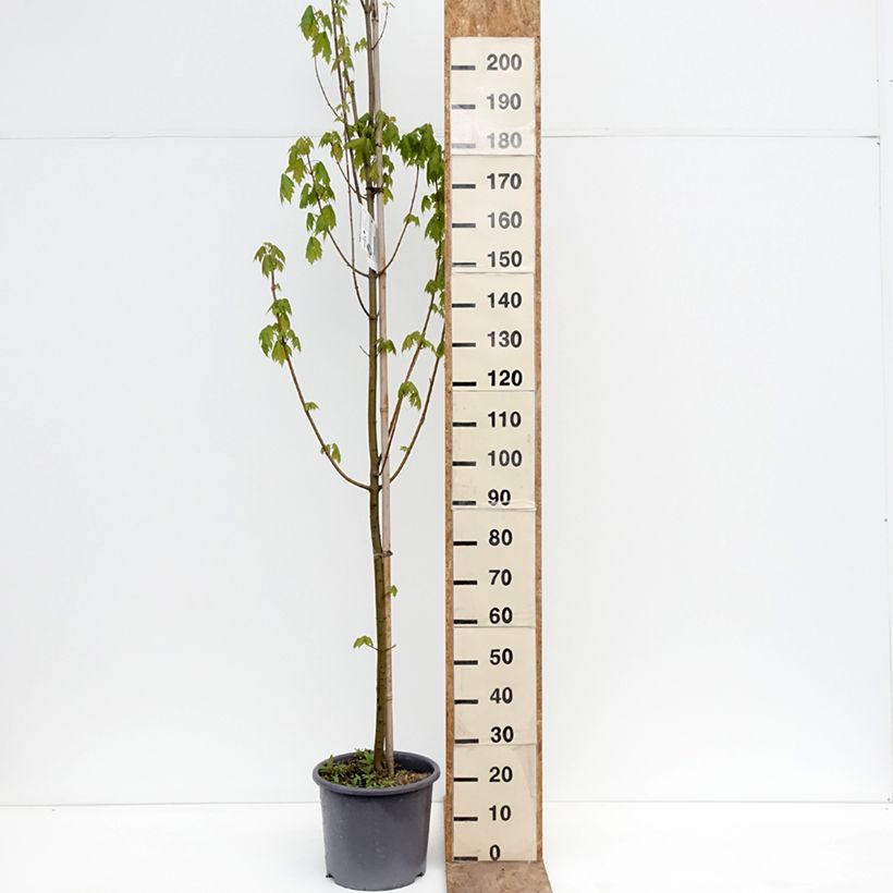 Exemplar von Rot-Ahorn Armstrong - Acer rubrum Topf mit 12L/15L, Stämmchen wie im Frühjahr geliefert