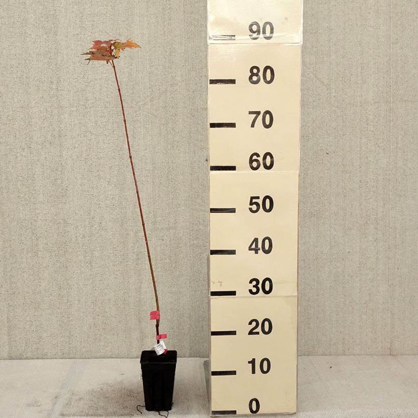Example of Rot-Ahorn Armstrong Gold - Acer rubrum Topf mit 1L/1,5L as you get in automne
