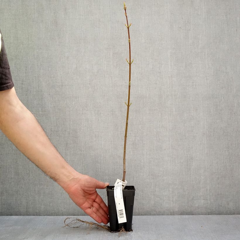 Exemplar von Rot-Ahorn Armstrong Gold - Acer rubrum Topf mit 1L/1,5L wie im Frühjahr geliefert