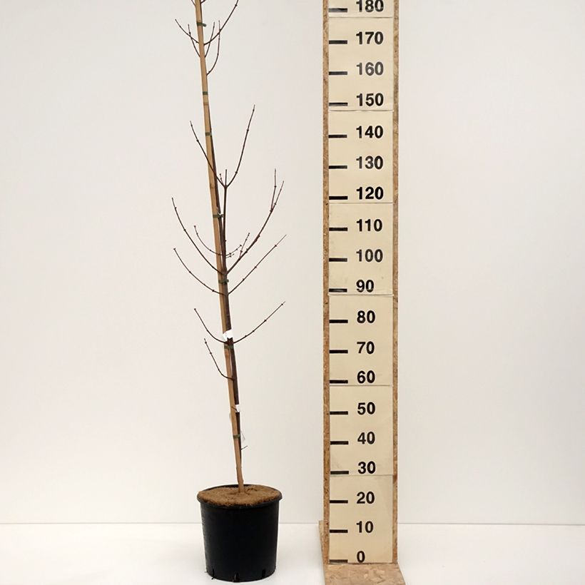 Exemplar von Rot-Ahorn Fairview Flame - Acer rubrum Topf mit 12L/15L wie im Winter geliefert