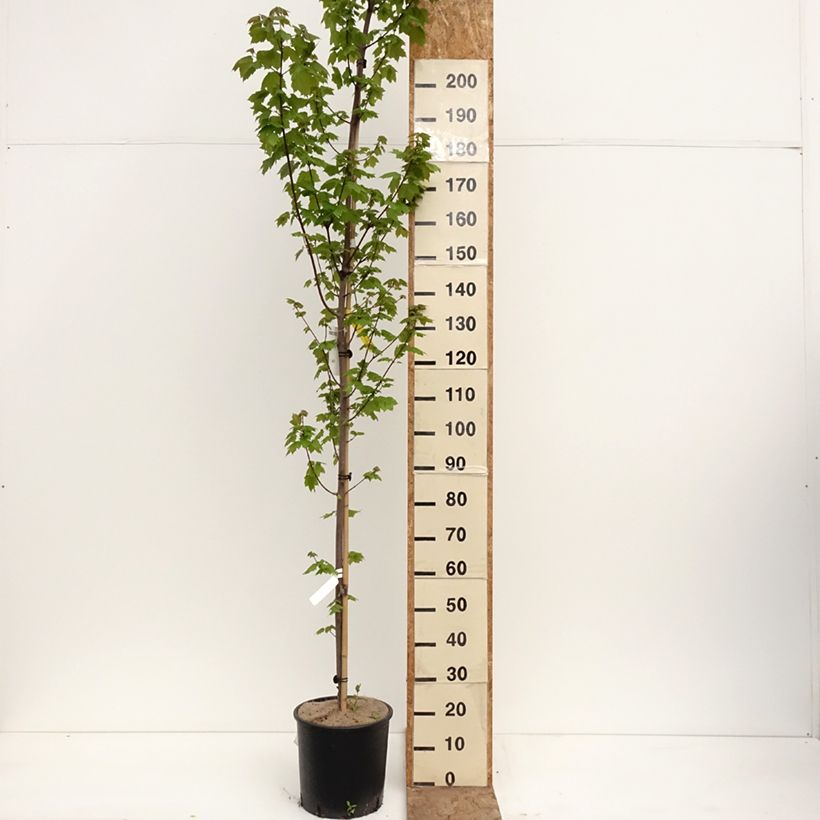 Exemplar von Rot-Ahorn Fairview Flame - Acer rubrum Topf mit 12L/15L wie im Frühjahr geliefert