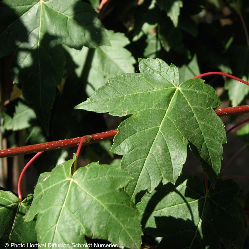 Rot-Ahorn Redpointe - Acer rubrum (Foliage)