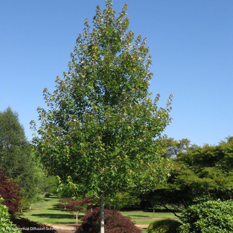 Rot-Ahorn Redpointe - Acer rubrum (Plant habit)
