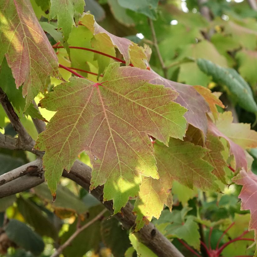 Rot-Ahorn Sekka - Acer rubrum (Foliage)