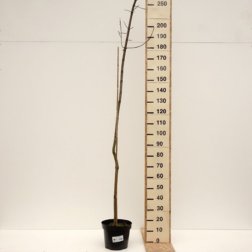 Exemplar von Rot-Ahorn Sekka - Acer rubrum Topf mit 4L/5L wie im Winter geliefert