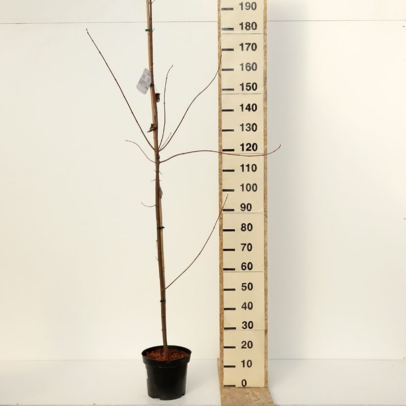 Example of Rot-Ahorn Somerset - Acer rubrum Topf mit 7,5L/10L as you get in hiver