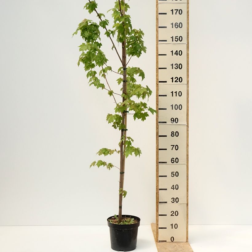 Exemplar von Rot-Ahorn Somerset - Acer rubrum Topf mit 7,5L/10L wie im Frühjahr geliefert