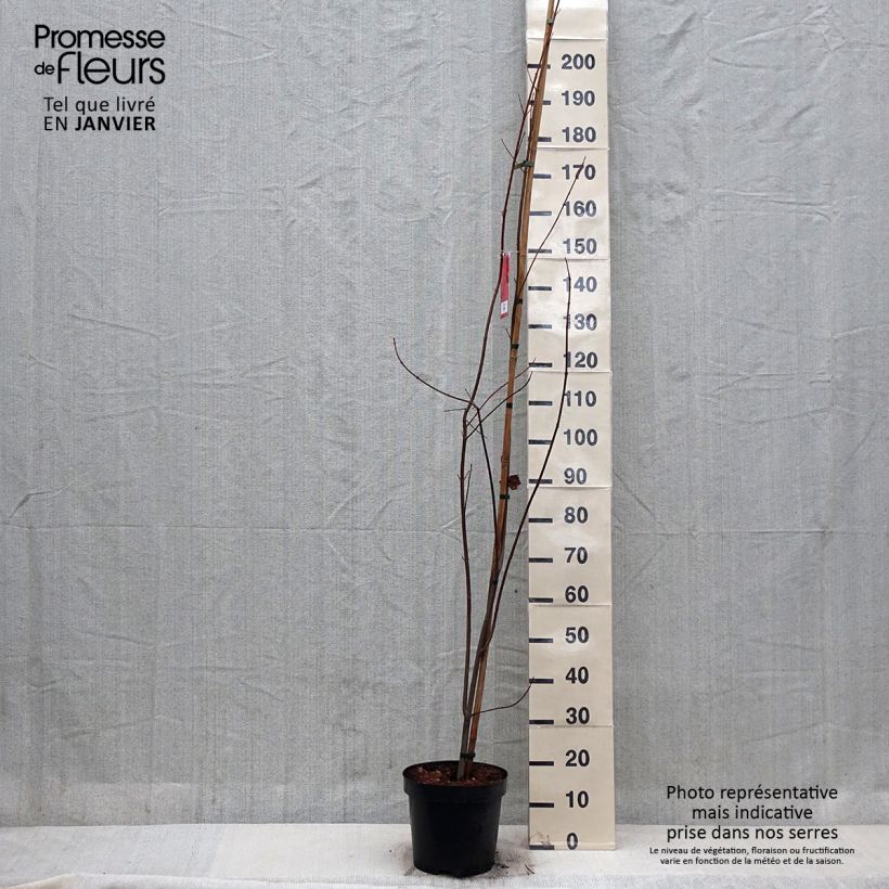 Exemplar von Rot-Ahorn Sun Valley - Acer rubrum Topf mit 7,5L/10L wie im Winter geliefert