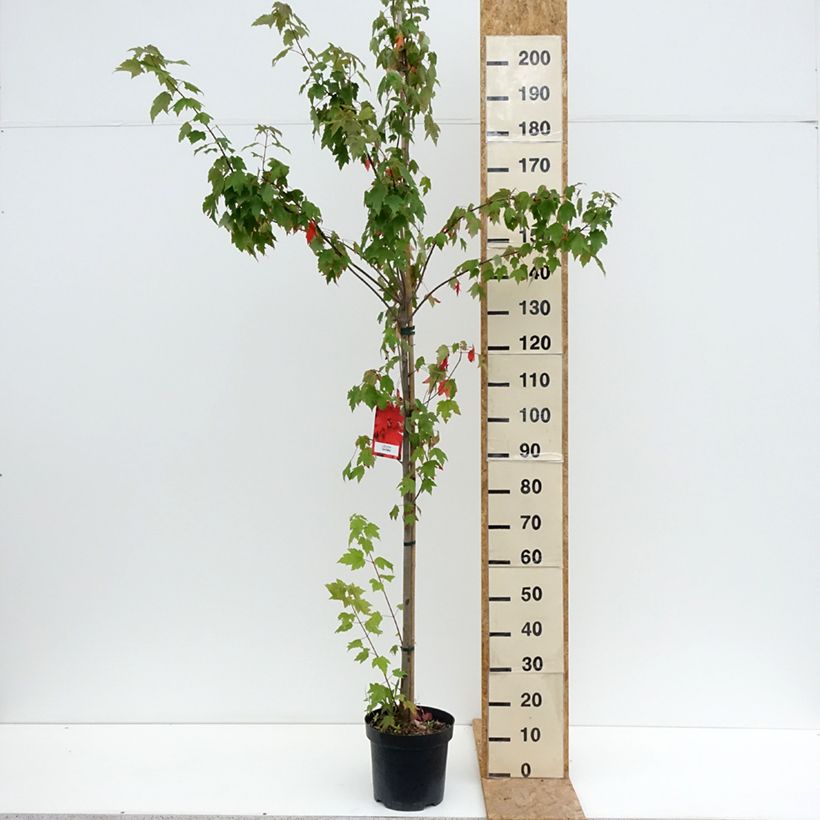 Example of Rot-Ahorn Sun Valley - Acer rubrum Topf mit 7,5L/10L as you get in ete