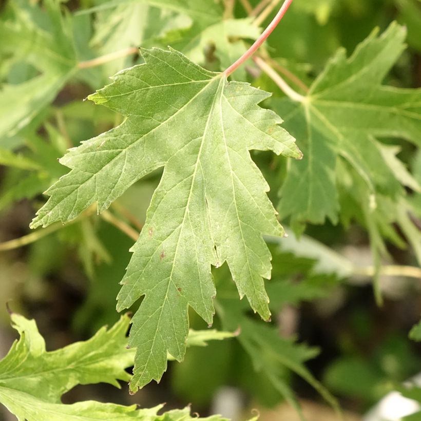 Silber-Ahorn Laciniatum Wieri - Acer saccharinum (Foliage)