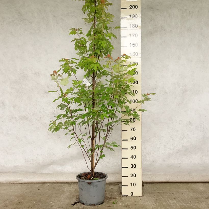 Example of Silber-Ahorn Pyramidale - Acer saccharinum Topf mit 12L/15L as you get in ete