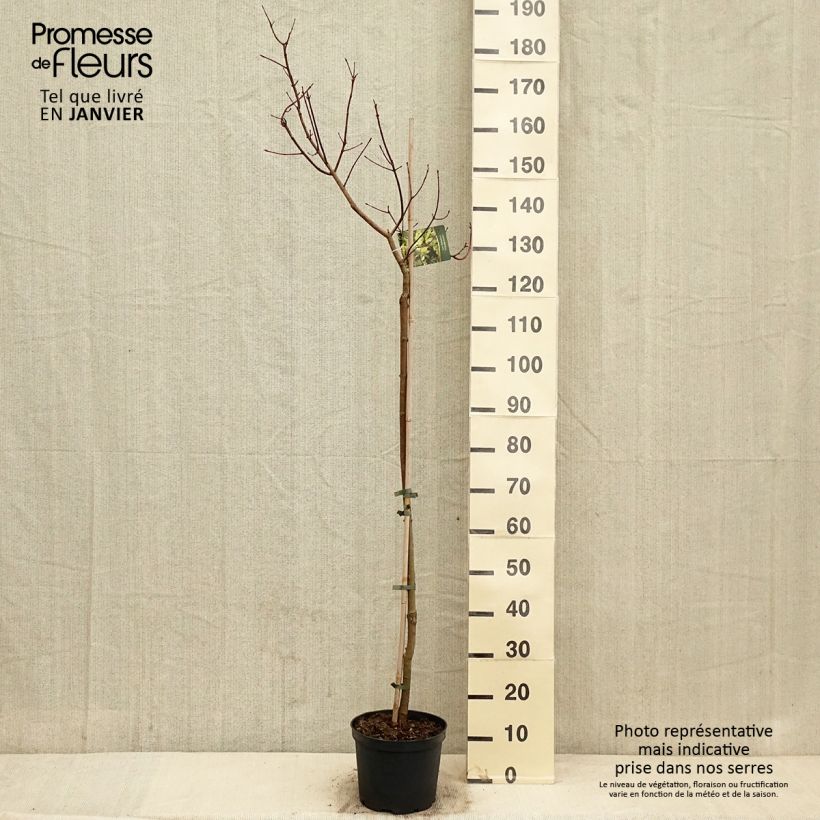 Example of Chinesischer Spitz-Ahorn Akikaze-nishiki - Acer truncatum Topf mit 4L/5L as you get in hiver