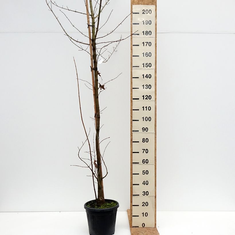 Exemplar von Ahorn Annae - Acer x zoeschense Topf mit 12L/15L wie im Herbst geliefert