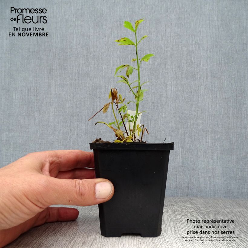 Example of Liebstöckel - Levisticum officinale Kleine Töpfe von 8/9 cm as you get in automne